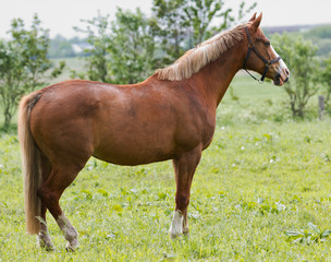Dark horse in the autumn background!