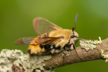 Hemaris Tityus