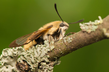 Hemaris Tityus