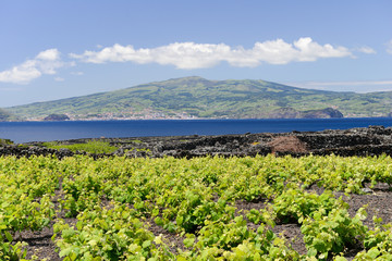 Fototapeta na wymiar Dans les vignes de l'île de Pico aux Açores