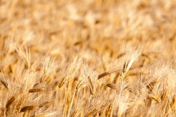 Fototapeta premium 麦畑