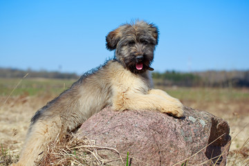 little pale yellow briard puppy