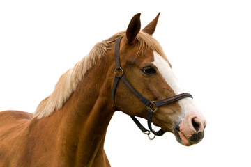 Fototapeta premium horse isolated on a white background