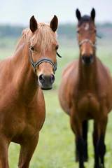 Zelfklevend Fotobehang Paarden in het veld © Kunz Husum