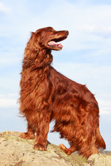 Red irish setter dog on rock