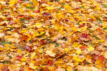 feuilles mortes d'automne