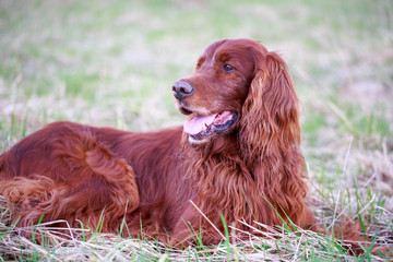 Red irish setter dog in field