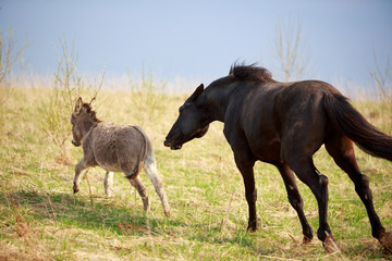 Obraz premium black horse and gray donkey play with ball