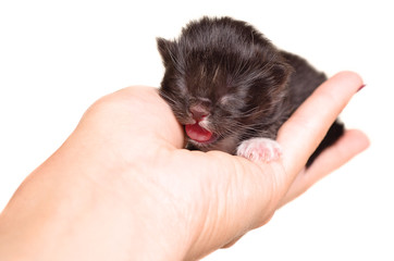 Cute newborn kitten meowing  lying in the women's hands