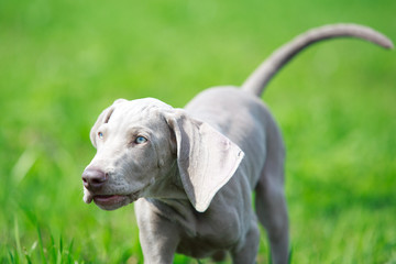 wemaraner puppy in field