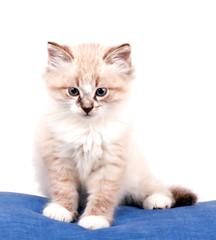 small kitten