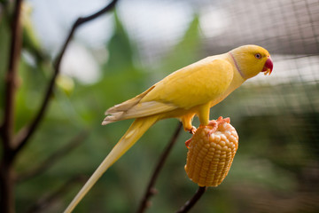 Yellow Parrot Feeding on Corn in a Park