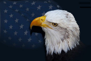 Bald Eagle Before Flag of Stars