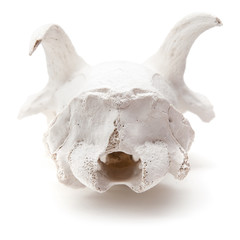 goat skull