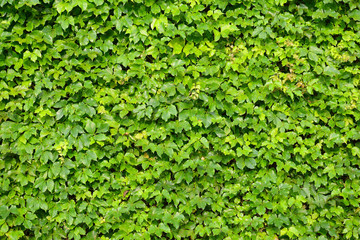 ivy leaves isolated on a white background