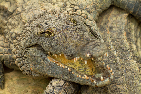 Head of crocodile in closeup