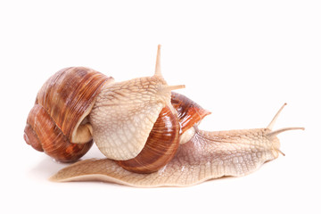 Weinbergschnecken, graipevine snail