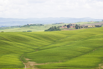 Fototapeta na wymiar Green typical tuscan landscape in spring time
