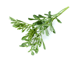 Weinraute, Ruta graveolens