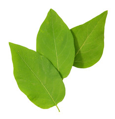 Obraz premium Green leaves isolated on white