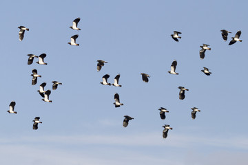 Lapwing (Vanellus vanellus)