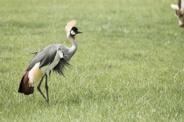 Grey Crowned Crane (Balearica regulorum)