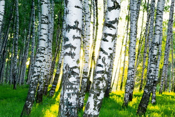 forest birch
