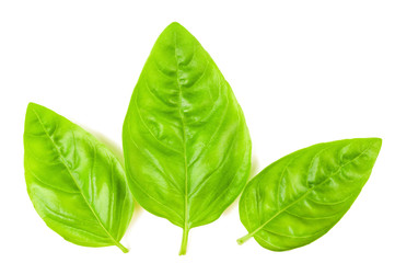 basil  leaves
