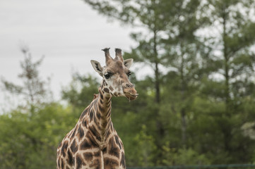 Giraffe (Giraffa camelopardalis)