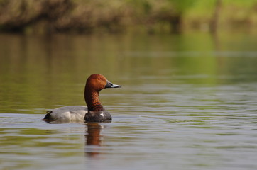Fuligule milouin mâle en livrée nuptiale