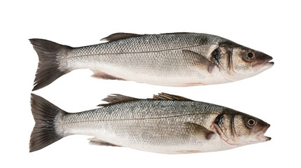 Sea bass