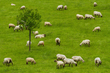 Obraz premium Schafherde auf grüner Wiese
