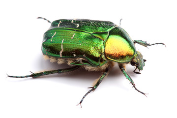 Rose chafer (Сetonia aurata) isolated on white