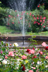Fototapeta na wymiar Rose Garden