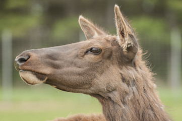 Fototapeta premium North American Elk