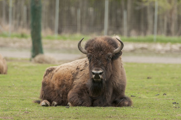 Bison