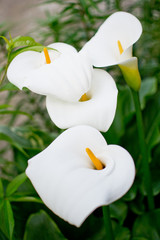 White callas in a summer garden