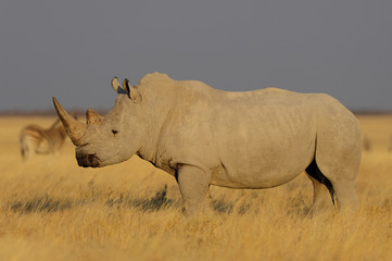 Obraz premium Breitmaulnashorn