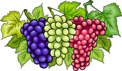 bunches of grapes cartoon illustration