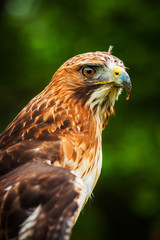 buzzard