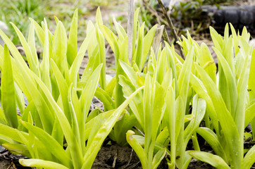 Young green spring leaves of the flower of the future