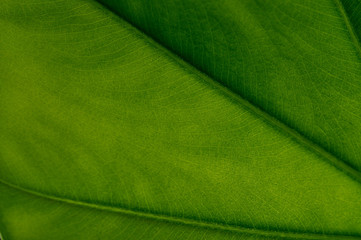 green leaf texture