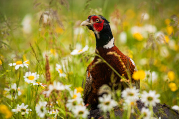 pheasant