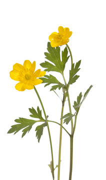 buttercup