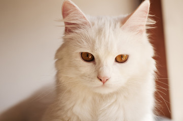 Beautiful white persian cat with copper eyes