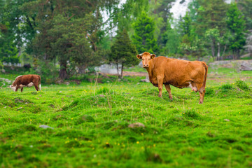 Fototapeta premium Cow and calf in rural landscape