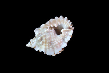 Sea shell on black background