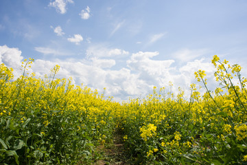 yellow rapeseed field
