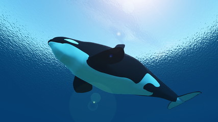 シャチ © tsuneomp