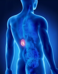 Spleen male anatomy posterior x-ray view